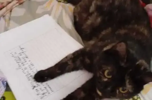 Пропала кошка, Садовая ул., МО