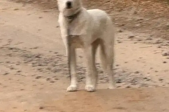 Собака найдена: п. Новоселки, ул. Березовая