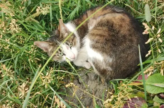 Кошка найдена у пл. Савёловского Вокзала, 2