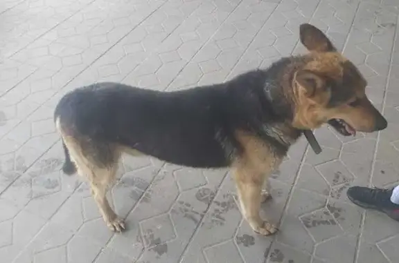 Собака найдена: Киевское шоссе, 58