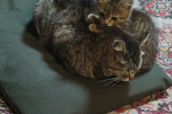 Найдена кошка, Усть-Абакан, фото: Кошки найдены, Октябрьский пер., 5, Усть-Абакан