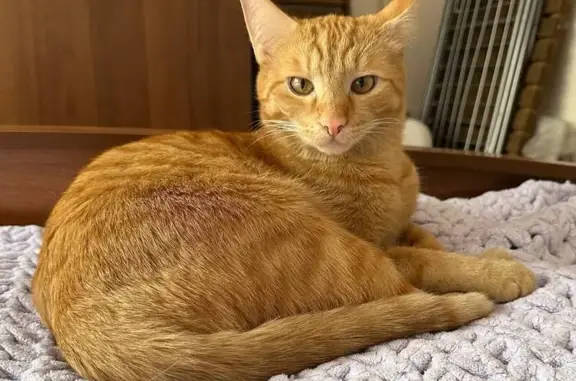 Пропал кот, ул. Крылова, 37, Усть-Каменогорск - photo