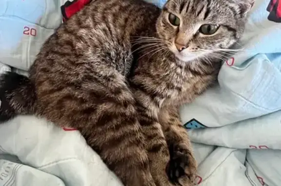 Кошка найдена: Красный проспект, 234