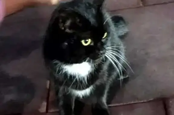 Чёрная кошка найдена на Водопроводной, 12