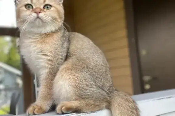 Пропала кошка, МО, вознаграждение!