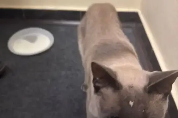 Найдена кошка, Москва, фото: Найдена кошка, Садовая-Черногрязская 13/3 с1