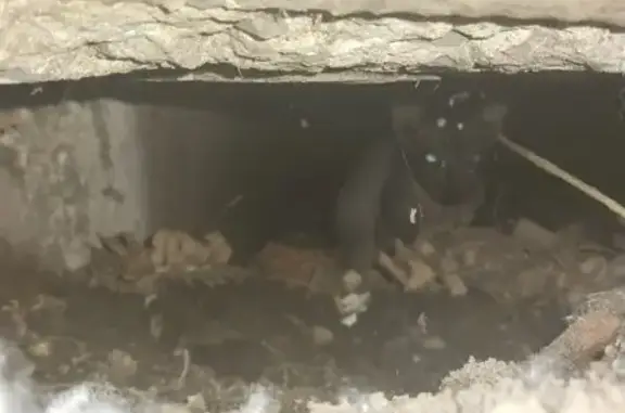 Кошки потеряшки, Комсомольск-на-Амуре, фото: Потеряшка кошка Сфинкс, ул. Калинина, 41