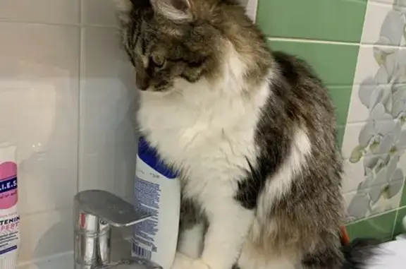 Кошки потеряшки, Зубово, фото: Потеряшка кошка, Зубово, Башкортостан