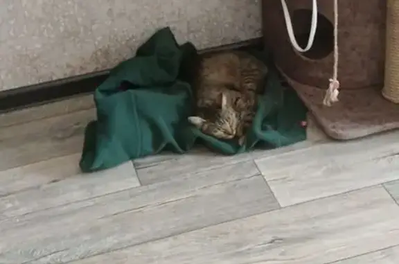 Пропала кошка, ул. Тукая, 1А, Берёзовский