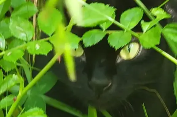 Найдена кошка, , фото: Черная кошка найдена на Яблоневой, 7