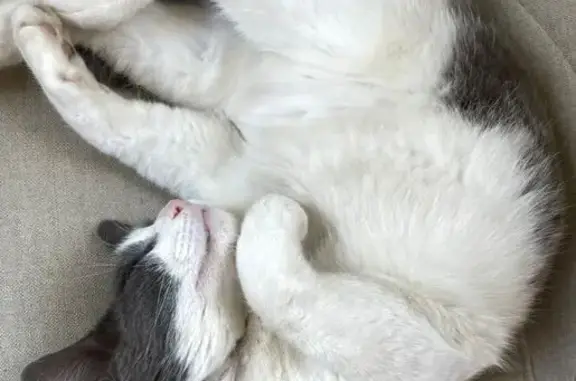 Пропала кошка, ул. Парк Воровского, 11А