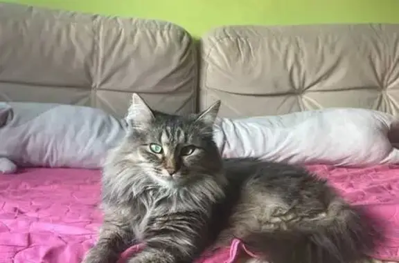 Пропала кошка, Урожайный пер., Свердловск