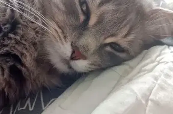 Найдена кошка, Челябинск, фото: Кошка найдена, ул. 250-летия Челябинска, 38