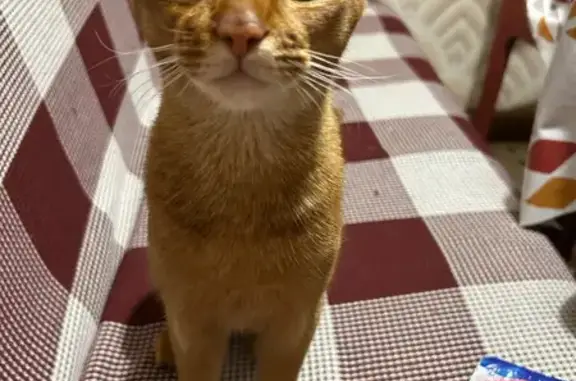 Кошки потеряшки, Белозерск, фото: Потеряшка кошка, ул. Ленина 20, Белозерск