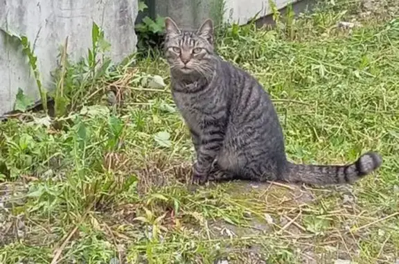 Найдена кошка, Малоохтинская наб., СПб