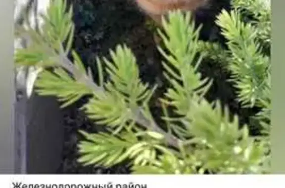 Пропала кошка, Портовая ул. 199, Ростов