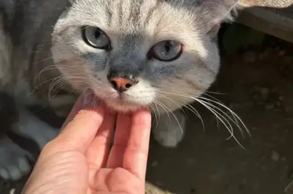 Найдена кошка, Красноярск, фото: Кошка найдена: Новгородская ул, 8, Крск