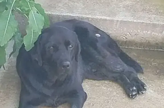 Собака найдена: Верхнее Буу, Краснодарский край