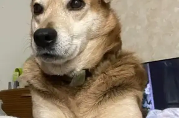 Собаки потеряшки, Красноярск, фото: Потеряшка собака, Весёлая ул, 83, Крск