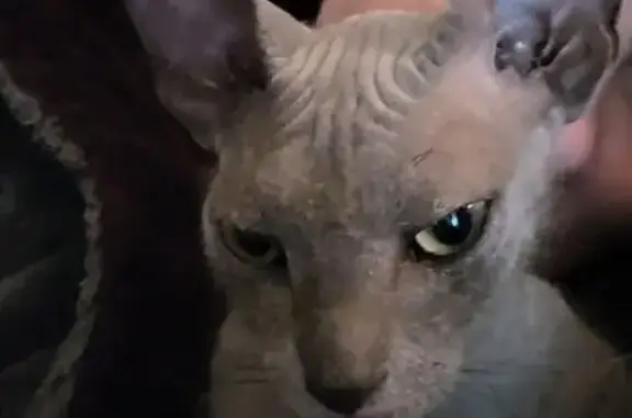 Кошки потеряшки, Москва, фото: Потеряшка сфинкс кошка, Молодогвардейская 37к1