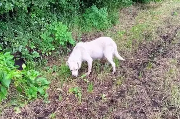 Собака с щенками найдена в Волчанском