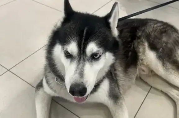 Хаски найден в ЖК Бурнаковский, ул. Бурнаковская, 103А