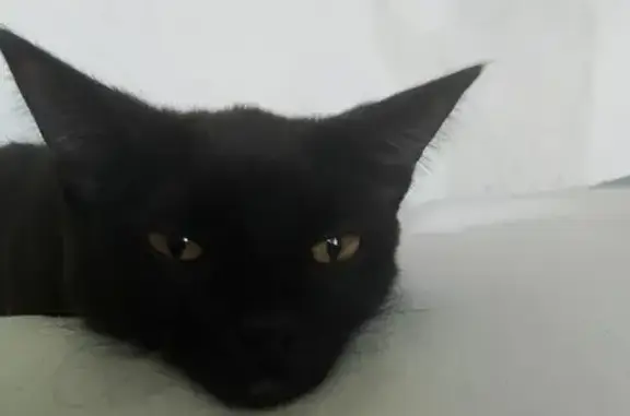 Пропала кошка Ноченька, ул. 8 Марта, 51