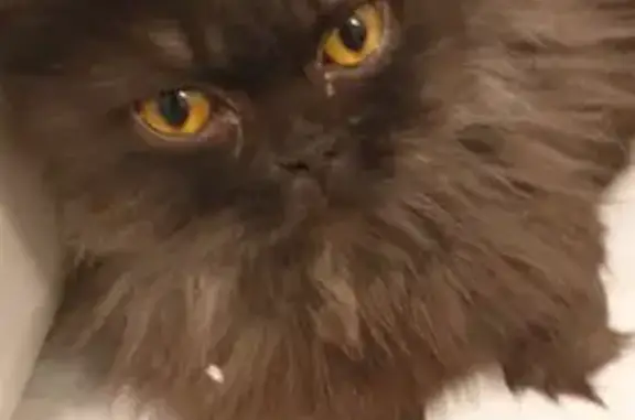 Найдена кошка, Ташкент, фото: Кошка найдена: Гёте ул., 54, Ташкент