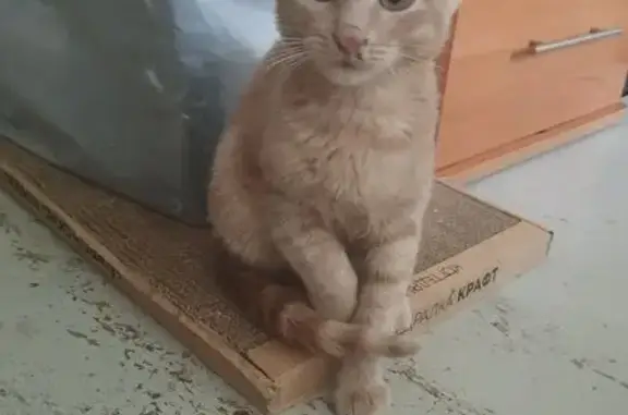 Найдена кошка, Пермь, фото: Найден рыжий котёнок, ул. Ушакова 14, Пермь