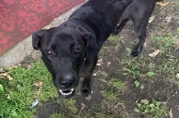 Найдена собака, Междуреченск, фото: Найдена собака, Дачная ул., Междуреченск