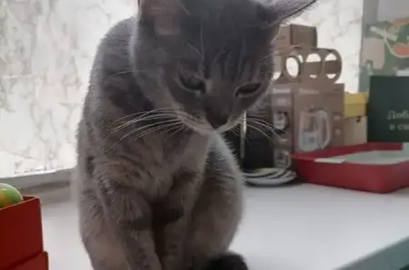 Кошка найдена: Харьковская ул., 1, Тюмень