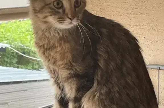 Кошка найдена: ул. Аверкиева, 20, Краснодар