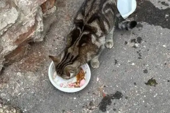 Кошка найдена у магазина, Чернышевского 209