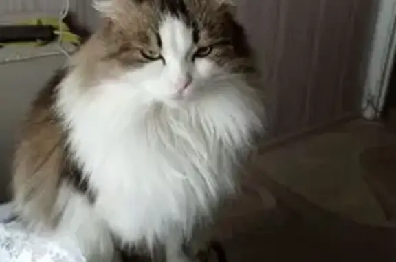 Пропала кошка, Магнитогорск, Чел. обл.