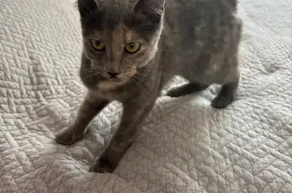 Найдена кошка, Нижний Новгород, фото: Кошка найдена: Чонгарская ул, 40, НН