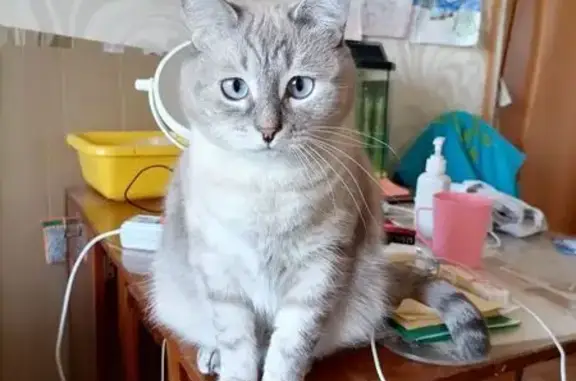 Пропала кошка, ул. Ленина, 35, Реж