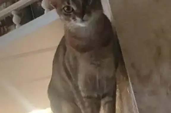 Пропала абиссинская кошка, Луговая 69