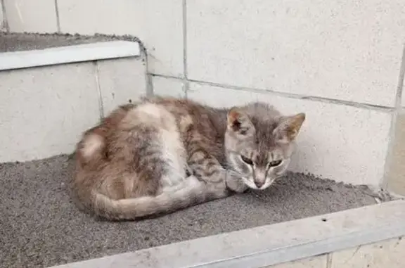 Найдена кошка, ул. Рахова 168/184, Саратов