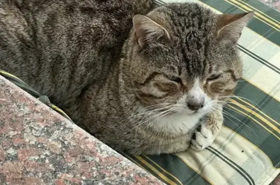 Кошка найдена: Звёздная ул., 52, Ямонтово