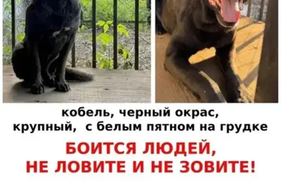 Пропала собака, ул. Маршала Федоренко