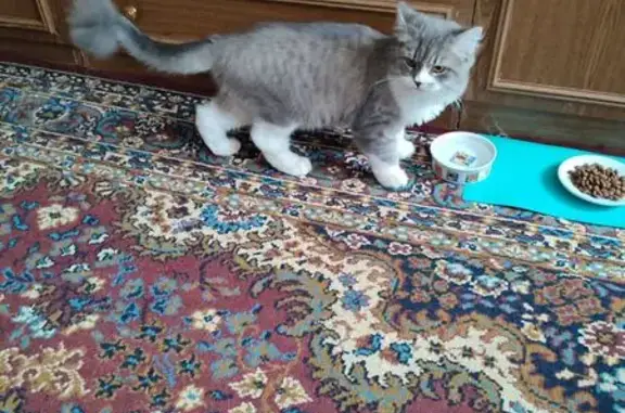 Найдена кошка, Мурманск, фото: Кошка найдена: ул. Книповича, 65, Мурманск