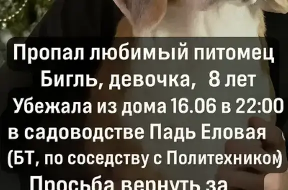 Пропала собака, СНТ «Падь Еловая», пр. 1 Южный