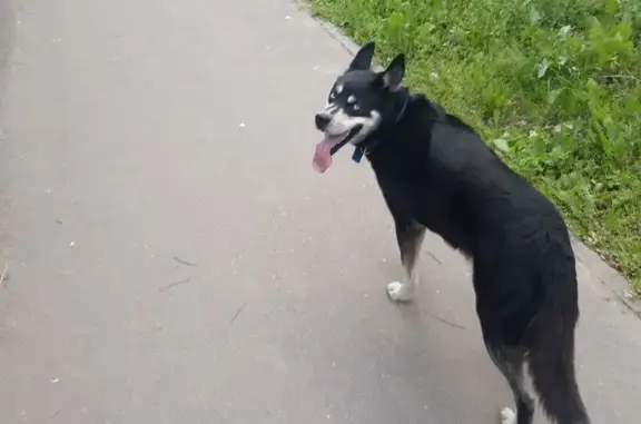 Собака найдена: Центр. ул., 7, Кострома