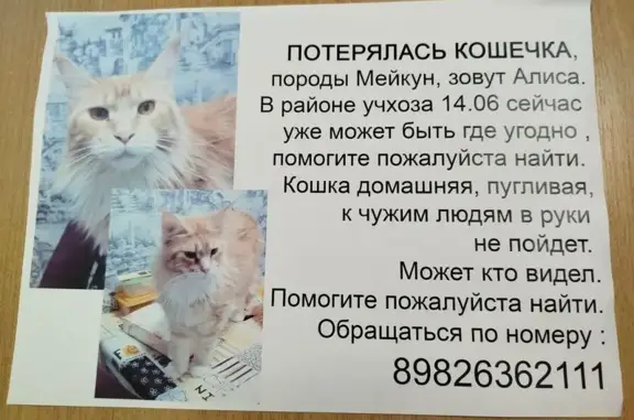 Пропала рыжая кошка, ул. Учхоз, 16
