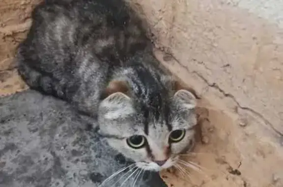Найдена кошка, Уфа, фото: Кошка найдена: Айская ул., 77/2, Уфа