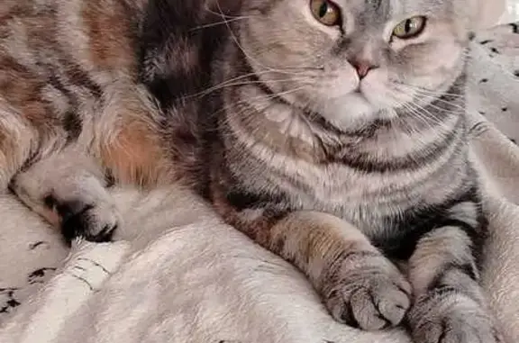 Пропала кошка, Казань, Татарстан