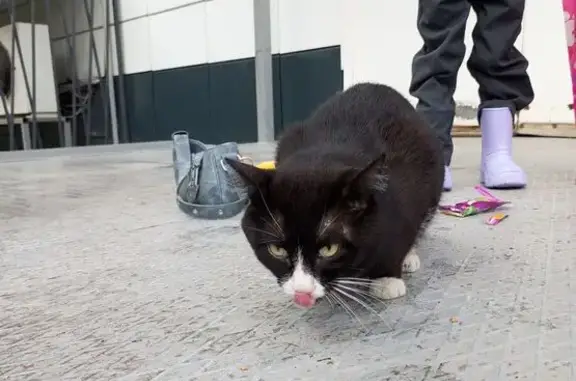 Кот найден у Магнита, Беляева 29/1, Тюмень