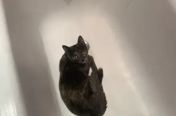 Кошки потеряшки, Москва, фото: Потеряшка кошка на Пришвина, 9/2, Москва