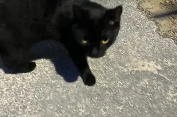 Найдена кошка, ул. Фёдорова 14, Тюмень