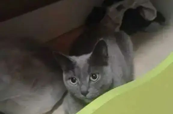 Кошка найдена: Мичуринская ул, 203, Тамбов